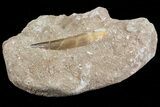 Fossil Plesiosaur (Zarafasaura) Tooth In Rock - Morocco #70308-2